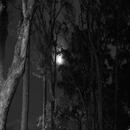 Forest at Night Sound APK