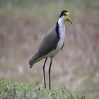 Lapwing Sound simgesi