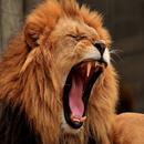 Lion Roar Sound APK