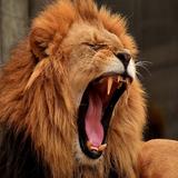 Lion Roar-icoon