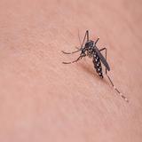 Mosquito Sound icono