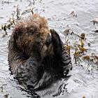 Sea Otter Sound Zeichen