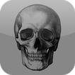 Daily Death