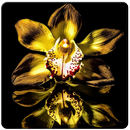 Colorful Orchid Wallpapers APK