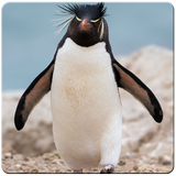 Penguin HD Wallpapers 아이콘