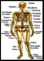 人体3D骨骼，肌肉...... 截圖 3