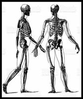人体3D骨骼，肌肉...... 截圖 1