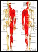 人体3D骨骼，肌肉...... 海報