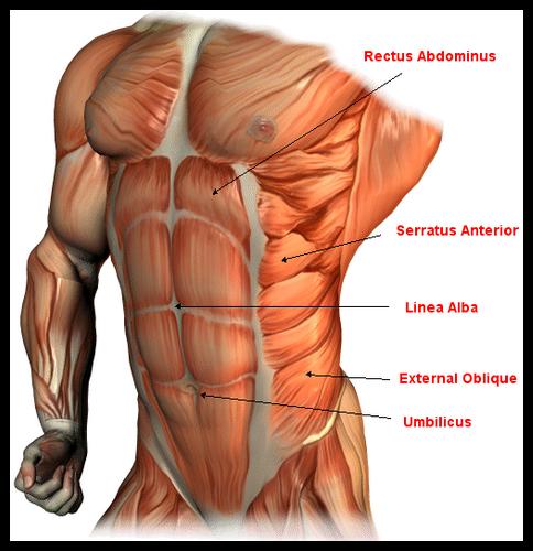 The Human Body 3d Bones Muscles For Android Apk Download - muscles y musculos roblox