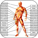 The human body icon