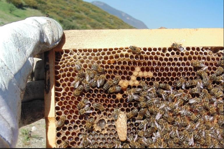 Пчеловодство для начинающих. Пчеловодство для новичков. Начинающим пчеловодам. Пасека для начинающих.