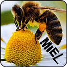 Learn beekeeping and beekeeping icône