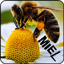 Learn beekeeping and beekeeping APK