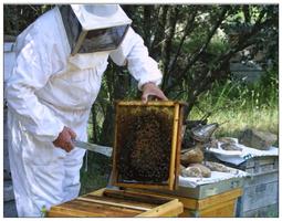 Learn beekeeping and beekeeping capture d'écran 1