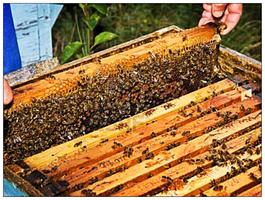Learn beekeeping and beekeeping capture d'écran 2
