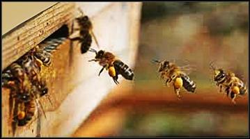 Apprendre l'apiculture étape par étape capture d'écran 2