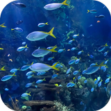 Aquarium 4K Fond d'écran animé icône