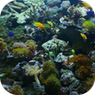 Aquarium Video Live Wallpaper