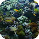 Aquarium Video Live Wallpaper APK