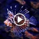 Aquarium Video Wallpaper RDT APK