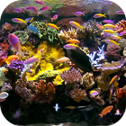 Aquarium Video Wallpaper simgesi