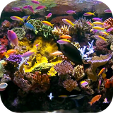 Aquarium Video Wallpaper icône