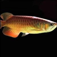 Best Arwana Fish Wallpaper capture d'écran 1