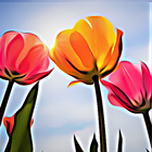 4K Flowers Wallpapers 图标