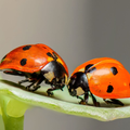 8K Insects Wallpapers