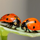 8K Insects Wallpapers 图标