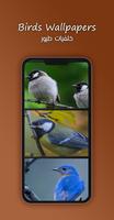 8k Birds wallpapers Affiche