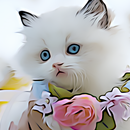 4K Cats Wallpapers APK