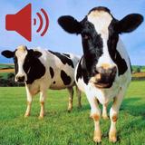 Real Animal Sounds آئیکن