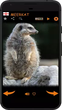 Screenshot 9 for Real Animal Sounds
