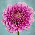 Floralogie
