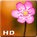 Macro Wallpaper HD