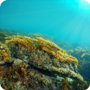 Bunurong Marine Field Guide APK