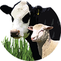 Drought Feed Calculator
