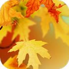 Autumn Video Wallpaper 图标