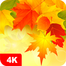 Autumn Wallpapers 4K APK