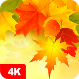 Automne fond d'écran 4K icône