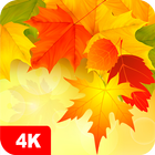 Fondos de pantalla de otoño 4K icono
