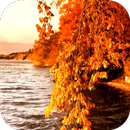 Autumn 3D Video LWP APK