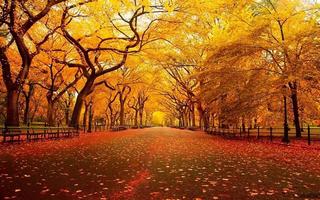 Autumn Nature HD Wallpaper Affiche