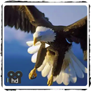 Документальные фильмы hd диких птиц онлайн APK