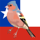 Birds of Chile (Guide) APK