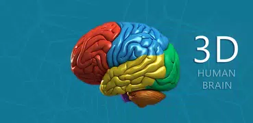 3D Human Brain