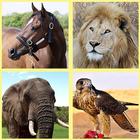 Kids' World of Animals-icoon
