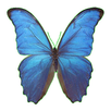 Parpar -  AR Butterfly APK