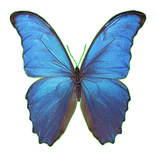 Parpar -  AR Butterfly